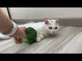 My cat enjoys playing with broccoli 😂 Try Not To Laugh 😂