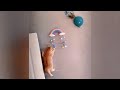 😹 Laugh Uncontrollably! Best Funny Cat Videos 2024 🐈🤣 Best Funny Animal Videos 😍😂