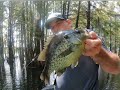 Catching Huge Shellcracker and Crappie with Crickets.... Part 1