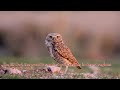 Types Of North American Owls