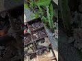 100 year old fallen down barn a look inside the metal cabinet