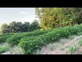 The Craziest Potato Intercropping￼ You’ll Ever See !
