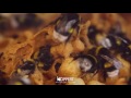 Bumblebee hive - Take a look inside