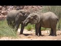 4K Safari Animals : Kahuzi-Biega National Park   - Scenic Wildl Film And Relaxing Music