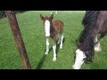 HILARIOUS! Gorgeous Clydesdale foal falls over with excitement!