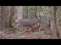 Whitetail Deer Buck and Doe Rut Behavior