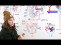 Renal System: Structure & Function