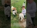 Toddler is Thrilled to Meet Baby Goats