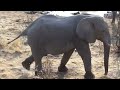 Crossing Etosha Part Two Okaukeujo to Halali