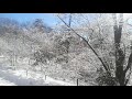 Winter morning - New York City - Central Park - Walking - Songbirds
