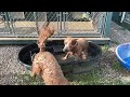 Dolly and Moose Shaking Water Off