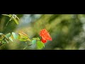 Into The Roses | A Nature Short Film | Summer Blooms