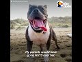 Rescue Pittie Talks To Her Mom Nonstop | The Dodo