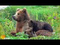 Diverse Wildlife Discoveries 4K 🐅 Amazing Animals Nature Planet Wonderful Film