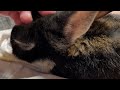 ASMR Bunny Massage