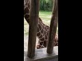 Feeding the giraffes at Riverbanks Zoo and Gardens in SC