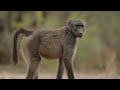 La vie autour d'un point d'eau - Namibie - Part II par Thomas Deschamps