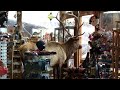 Giant Bull Elk Got Inside Our Store | Bull Elk Inside Water Wheel Gift Corner In Estes Park |