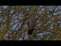 Unbelievably close views of a calling Cuckoo