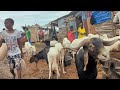 Biggest cattle market for Eid Celebration in Togo west Africa. Cost of livestock in West Africa