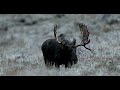 Bull Moose Rut/Best of 2023-Wildlife Photography-Jackson Hole/Grand Tetons/Yellowstone Park