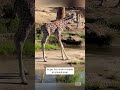 Baby Giraffe Can't Reach Water #shorts