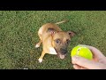 AmStaff Pitbull plays ball popped tennis ball