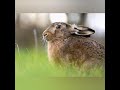 Hare Photography