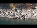 Schoellkopf turbine relic exposed by low Niagara River level