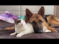 How a German Shepherd and a Kitten Became Best Friends [Compilation]