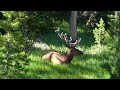 Cute elk found near cayon village Yellowstone