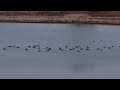 A goose sanctuary