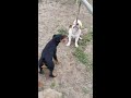 SUPER POWERFULL JACK RUSSELL TERRIER TEACHING THE PUPPIES HOW TO HAVE FUN