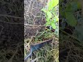 🌱 Planting Honeysuckle 🌱