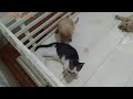 Angry Cat Said To Puppy: Stop Teasing With My Tail, Don't Make Me Hit You