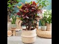 57 Indoor Plants for Living Room | Best Indoor Plants for Drawing Room | Plant and Planting