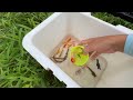 Greatest Catching Tiny Loach Video, Koi Fish, Kim Kim Fish, Betta Fish, Guppies, Angel Fish