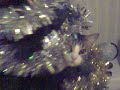 Cat in a christmas tree