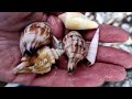 PASS A GRILLE - MASSIVE amounts of SHELLS: Cold Front Shell Collecting in Florida