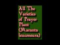 All The Varieties of Prayer Plant (Maranta leuconeura)
