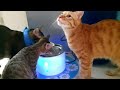 How to Fix and Clean Cat Flower Fountain|Water Pump not working #catslifeph #waterfountain