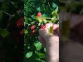 More Blackberries - What Variety