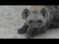 SafariLIVE Sunrise - 30 June 2024