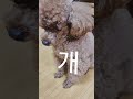 오스카상 후보 연기하는 강아지 / 타이니푸들 성견 / Tiny Poodle Adult Dog #cute