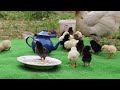 Cute Baby Sheep , Farm Animal Sound , Goat Videos, Cow , Duck , Chicken  , Animal Moment