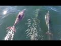 Dolphin Flash Mob in Monterey