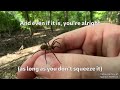 It's Not Loxosceles - The Music Video (Brown Recluse Identification Aid)