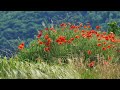 Romantic Acoustic Guitar Music For Calm And Happy Feelings - TOP BEAUTIFUL GUITAR SONGS 70S 80S 90S