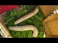 Silkworms gulping mulberry leaves before forming cocoons-1