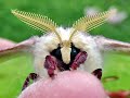 Most moths are cute …try to prove me wrong